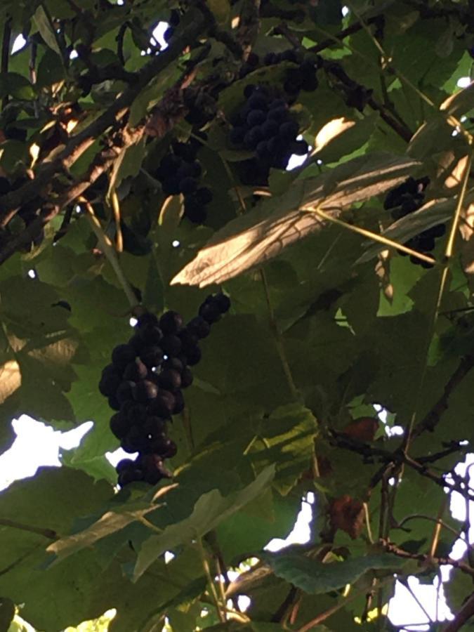 Hotot-en-Auge La Ferme Des Vignes B&B 외부 사진